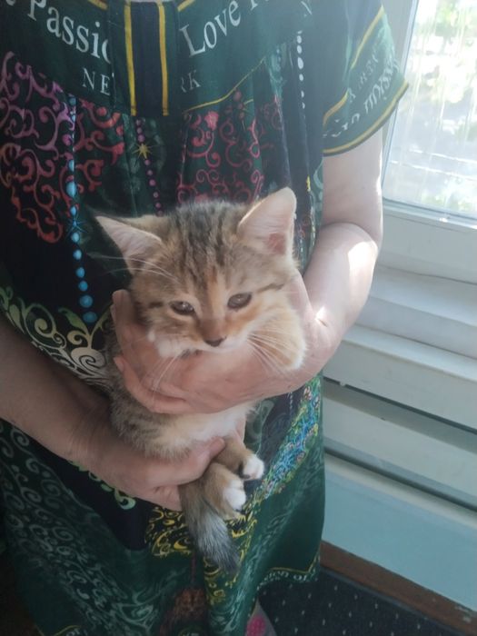 Котята ищут добрых и заботливых хозяев