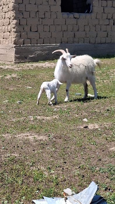 Ешкі,лақ заенский