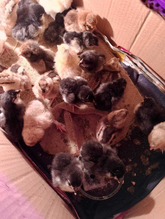 Продавам пилета на различна възраст