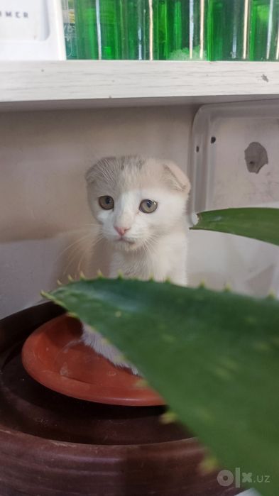 Продается котёнок