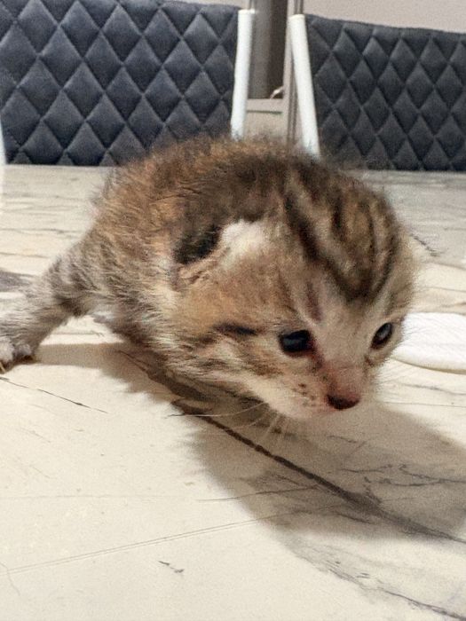 Котенки 15 дней