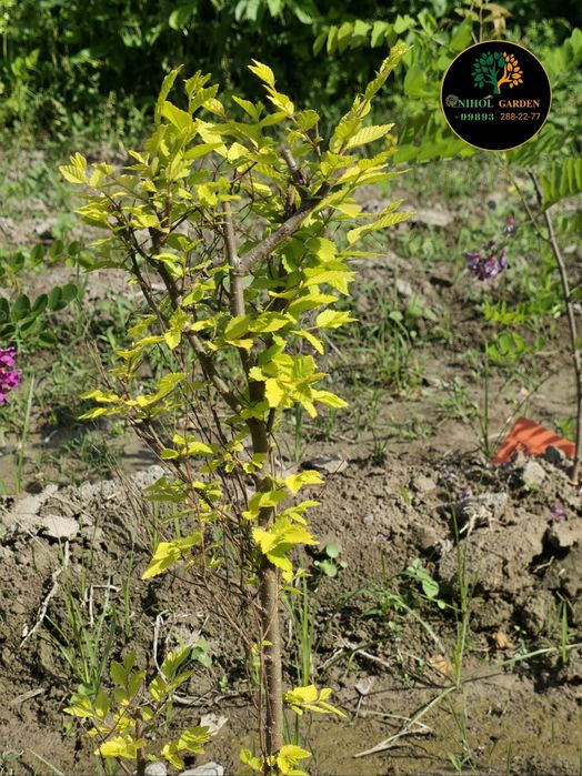 Янгилик! Вяз голден. Сарик сада кайрагоч чет давлатидан келтирилган