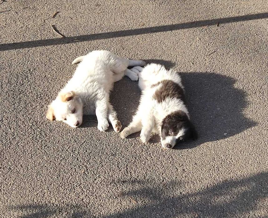 Щенки домашние, дворняги.