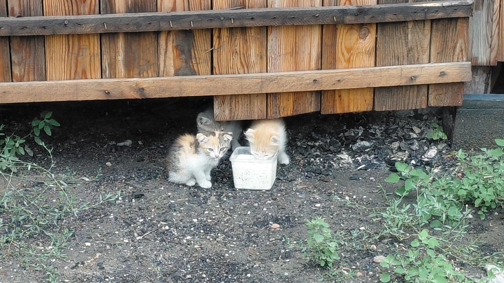 Котята милашки 3