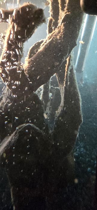 Acvariu cu pesti și accesori