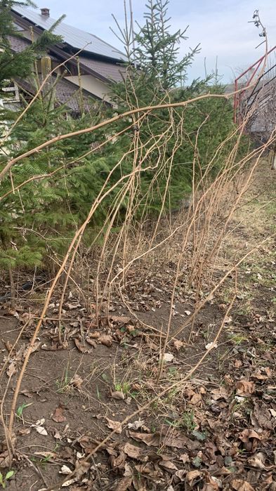 Butasi zmeura remontată dulce