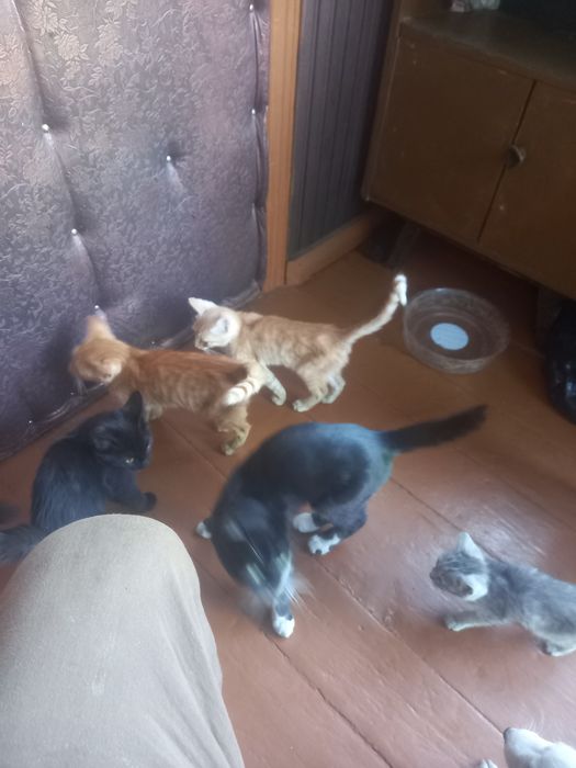 Котята игручие..