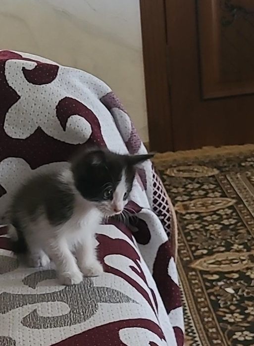 Котёнок  мальчик