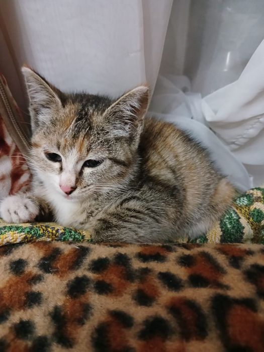 Котенок девочка в добрые руки.