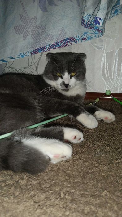 Найден кот. Отдадим только в заботливые любящие руки.