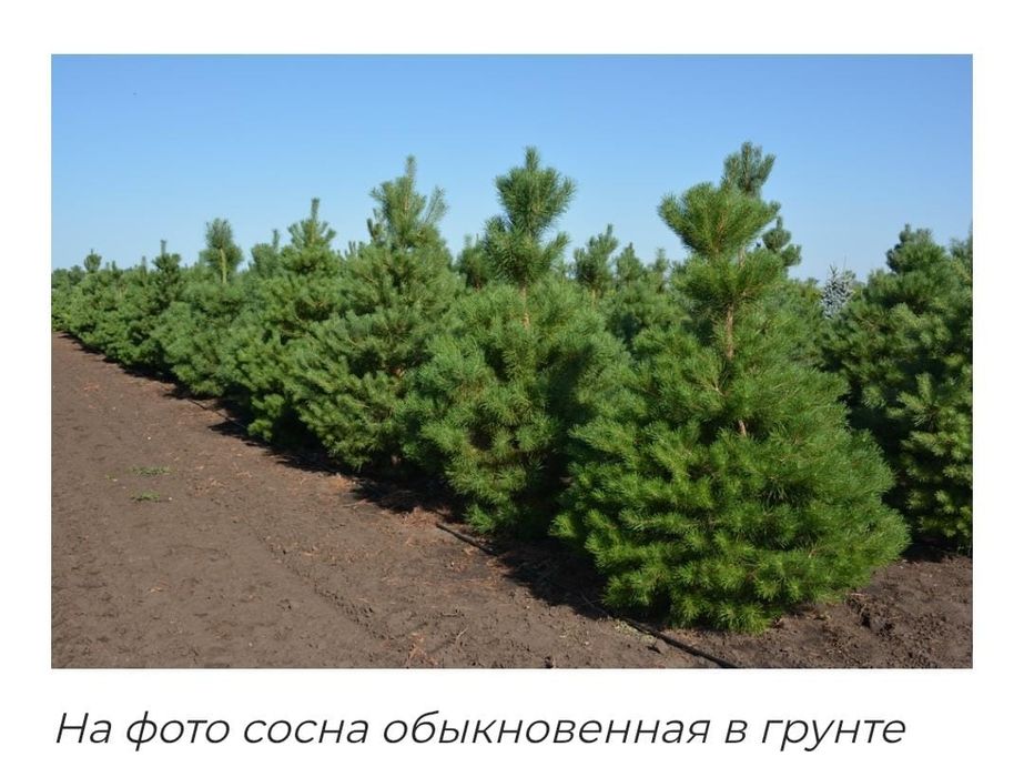 Продам саженцы Сирень