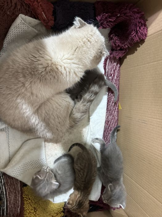 Продам котят шотладнские