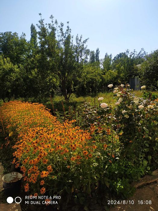 Ховли сотилади дача учун Зур жой