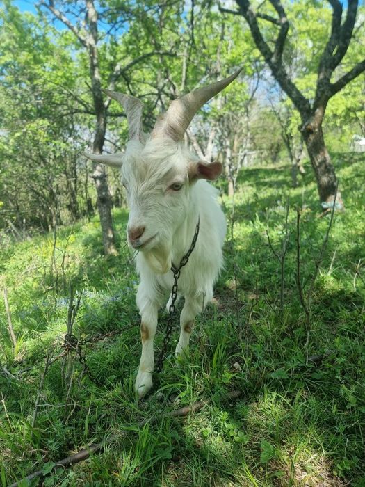 Țap de 9 luni, jumata de Saanen