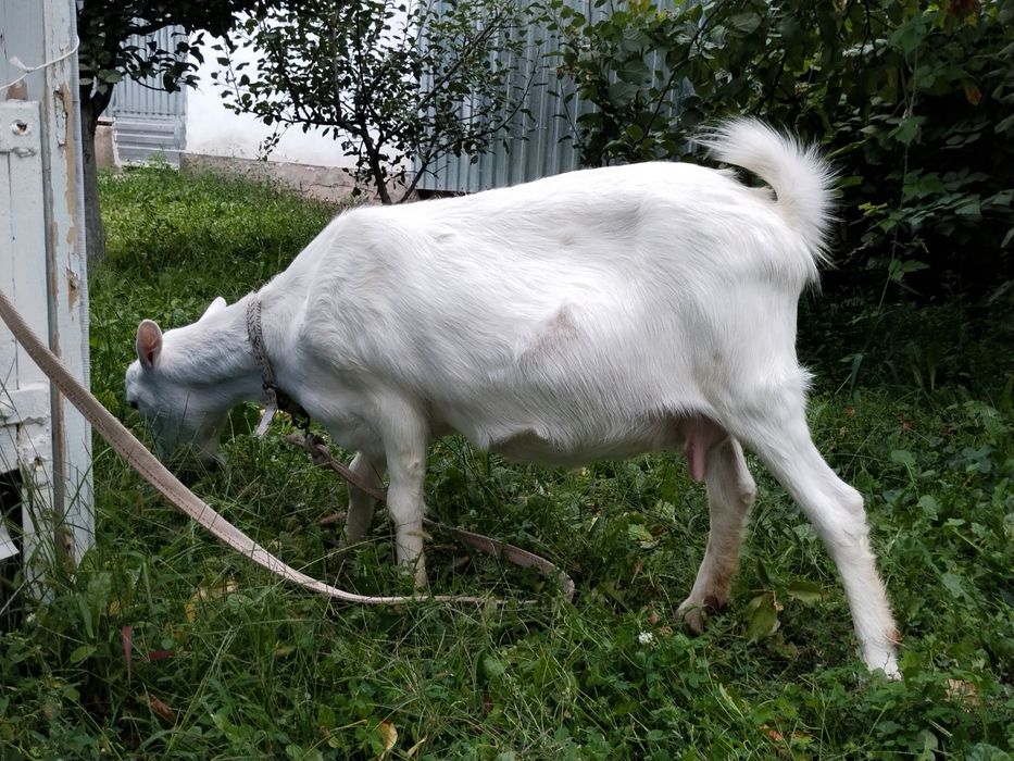 Заанен ешкі сатылады 1 туған