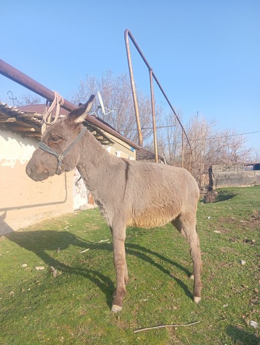 Еркек ешек жасы 2 де