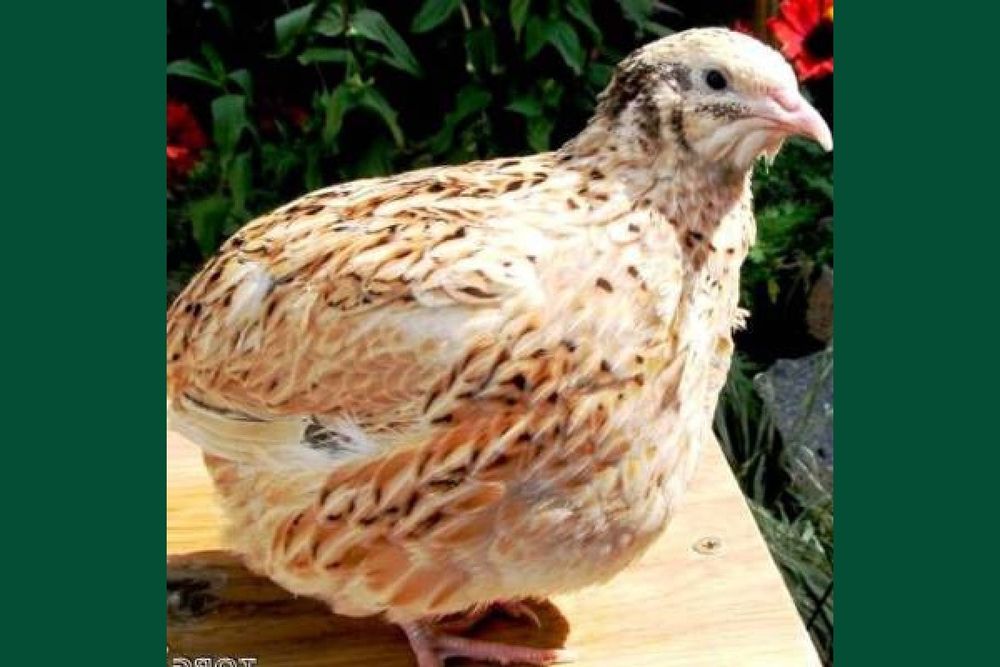 Перепелки Феникс