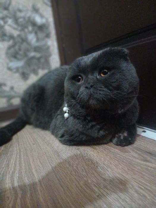 Продаётся кот 3 года опытный