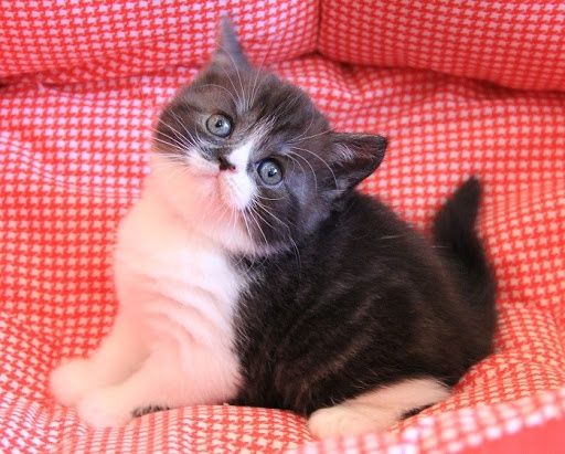 Шикарные шотландские котята