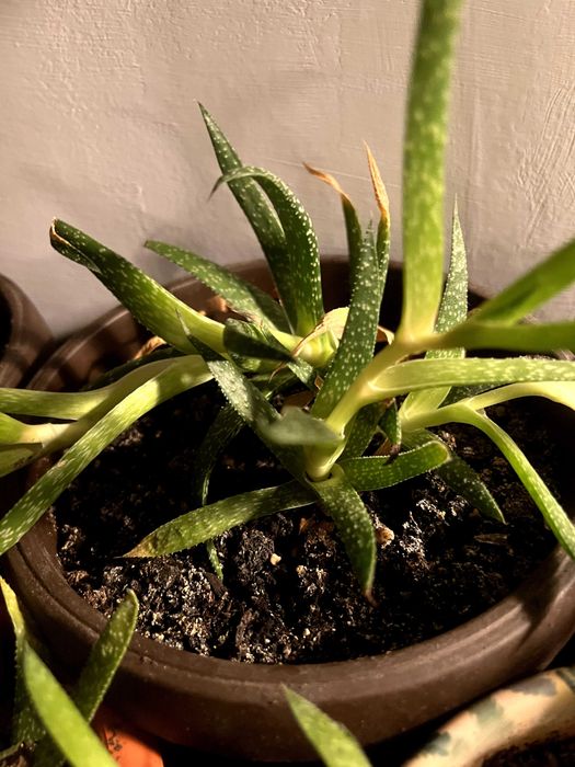 Plante aloe vera de vânzare