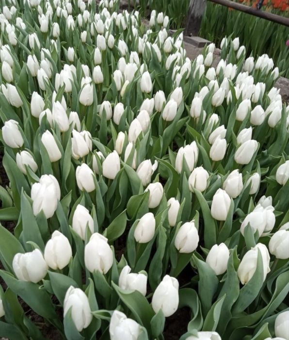 Тюльпаны голландские оптом и в розницу