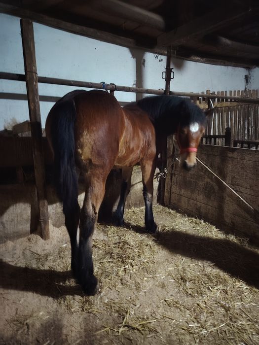 Mânză disponibilă