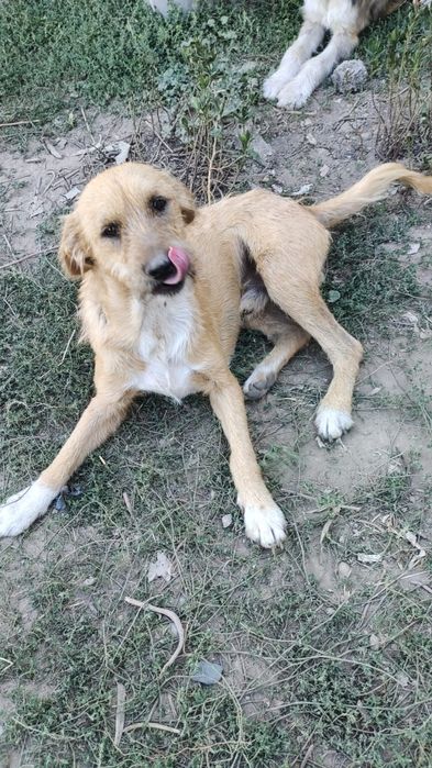 Отдам щенков мальчиков подростков в добрые руки