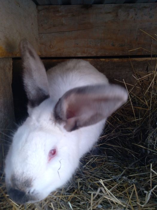 Қоян сатамын, Продам Кролик срочно.