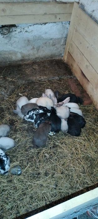 Vând iepuri secuiesc