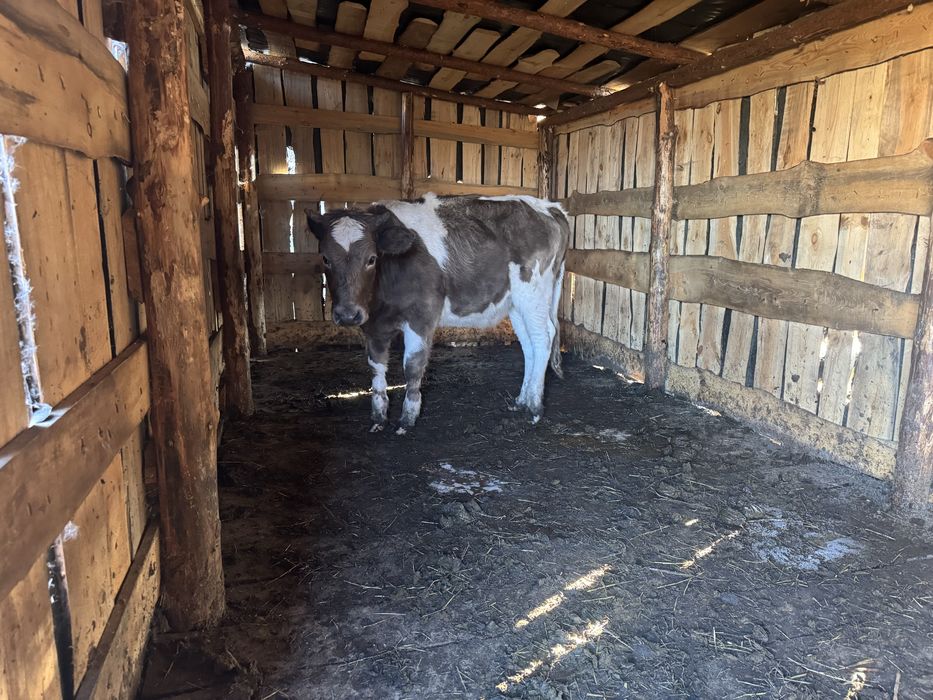 Продам только всех сразу 20 телок