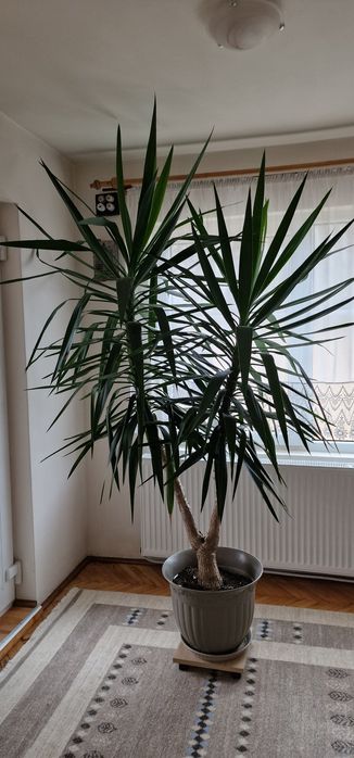 Planta de interior 2,5 m