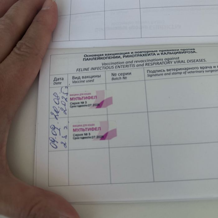 Мальчик чистокровный британец с окрасом золотая шиншилла