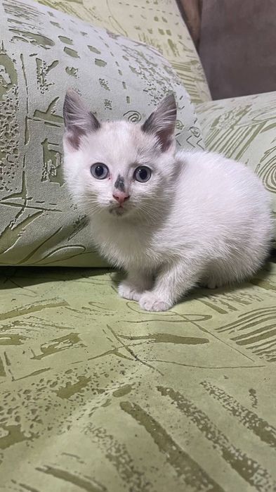 Потомственные мышеловы!