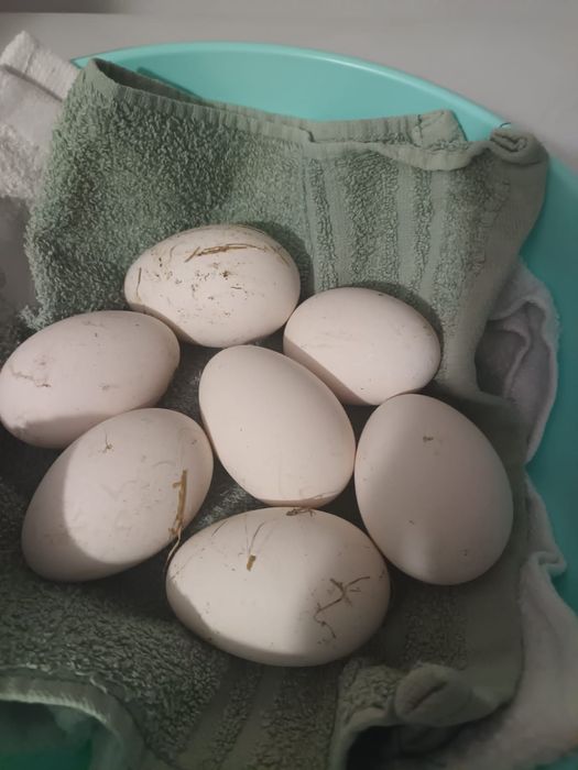 Ouă de gâscă ,incubație sau consum