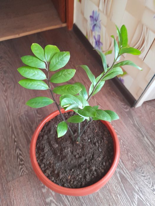 Продам цветок декоративный