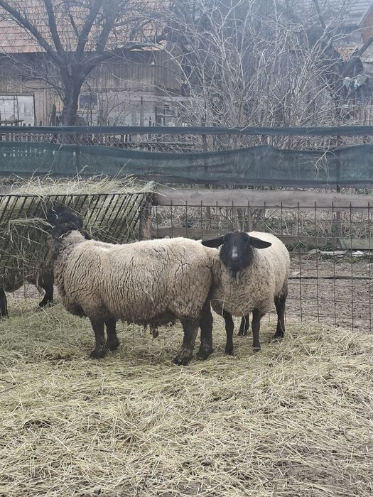 Disponibil berbec si oaie cu doua miele