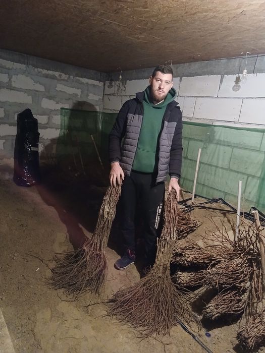 Butasi vita de vie anul 3