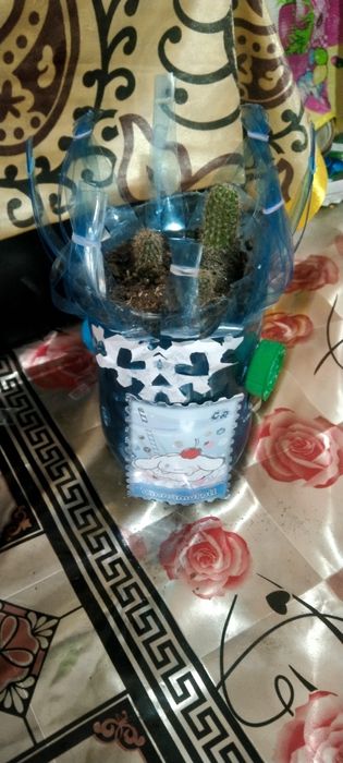 Продаётся кактусы