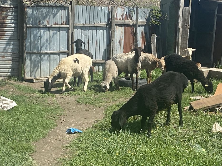 қошқар и қозылы қой