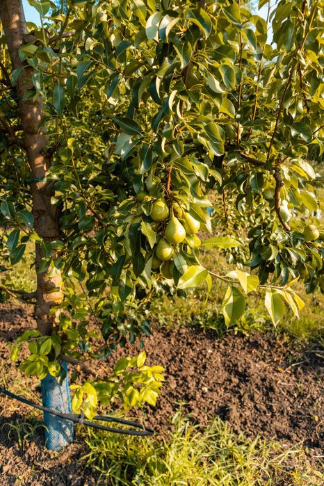 Продава се Земеделски имот в с. Братово, Област Бургас -  кв.м за 9211 €/дка - Снимка #5