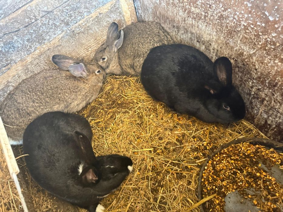 Iepuri de rasa/ Uriaș German