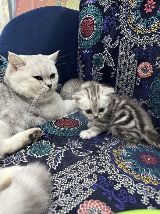 Продам котенка британца
