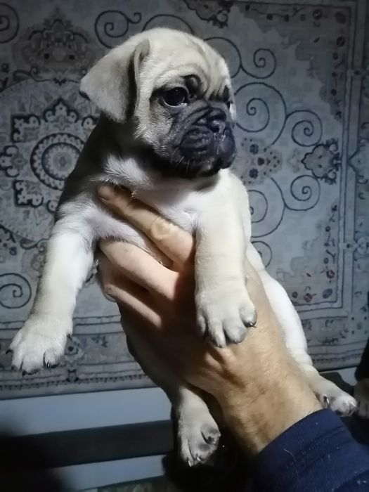 Продам щенков мопса