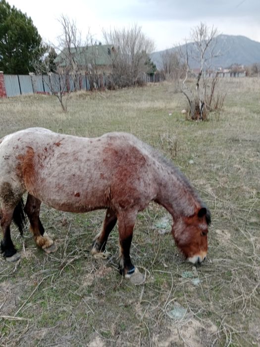 Советская тяжеловоз,