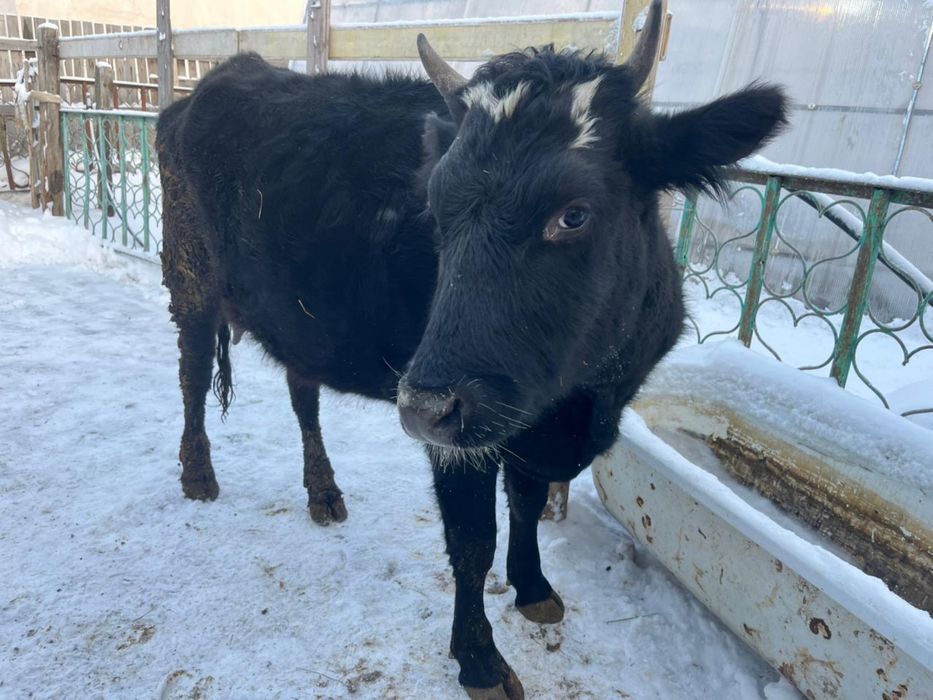 Сиыр сатылады