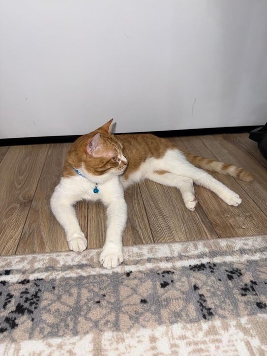 Боня кошка бесплатно