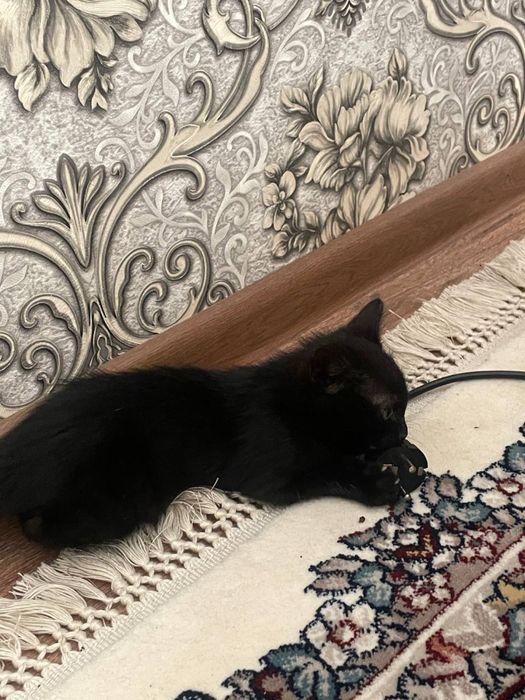 Котёнки бесплатно Ташкент