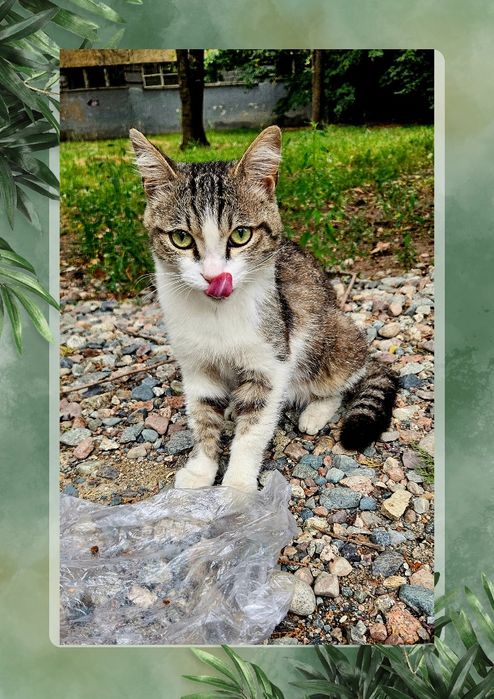 SOS!!! Котик срочно ищет хозяина!