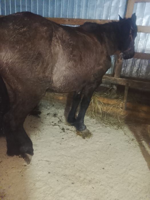 Vând mânz și iapă