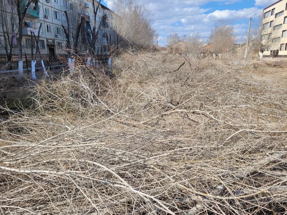 Дрова (ветки) — бесплатно, самовывоз.